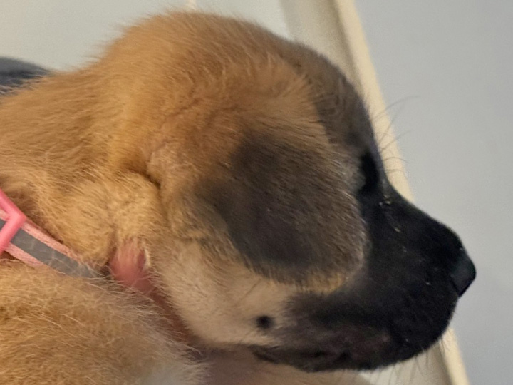 chinook puppy
